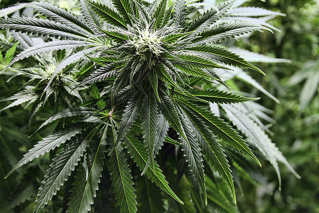 growing marijuana in oregon