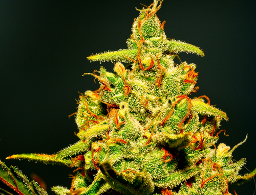 medicinal marijuana bud