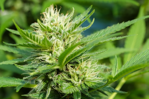 medicinal cannabis plant high in cbd