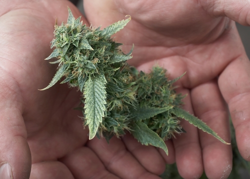cannabis leaf and bud