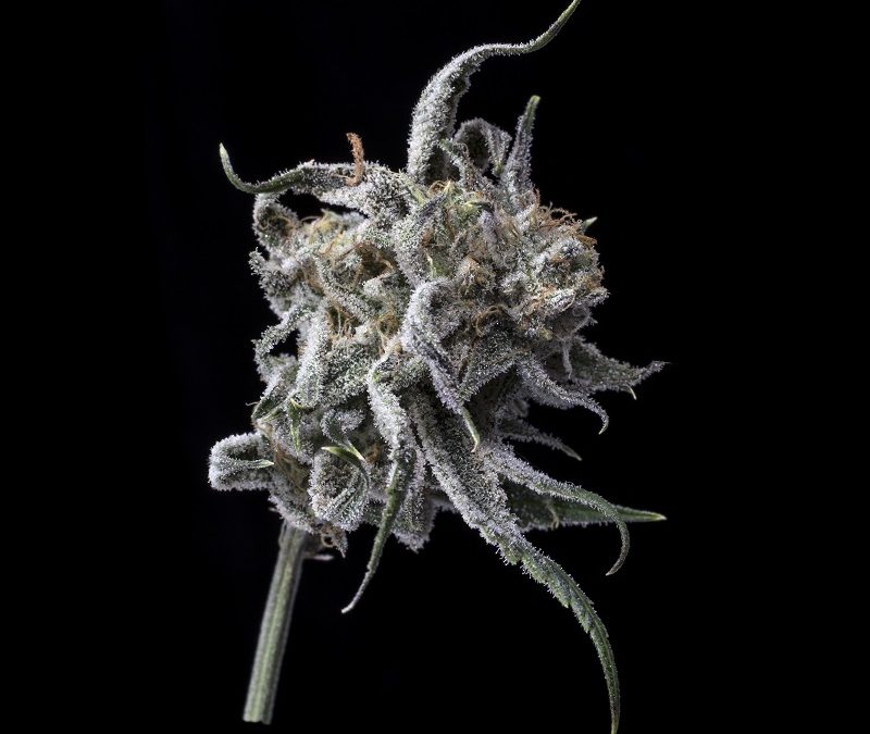 Terpenes Matter