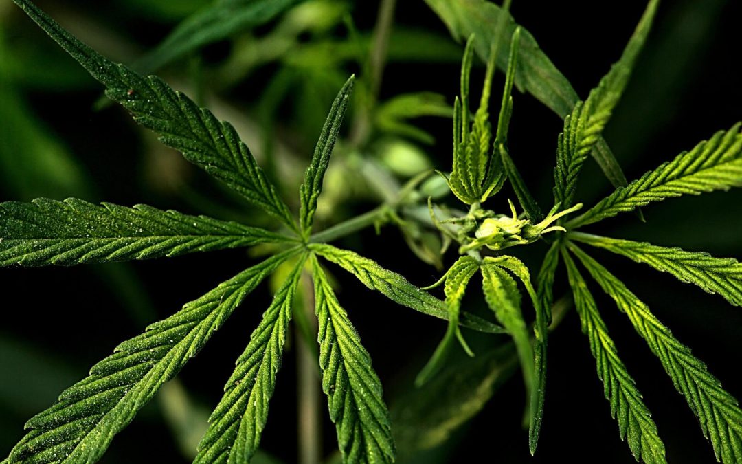 Premiere Cannabis Terpenes to Seek