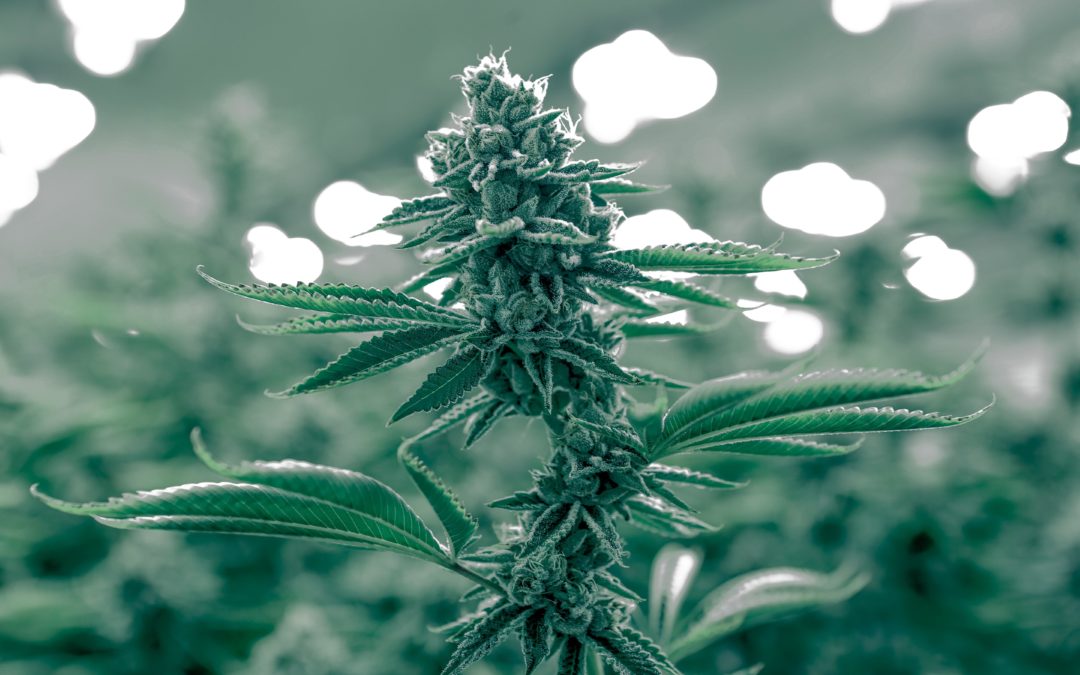 How Did Marijuana Become 420?
